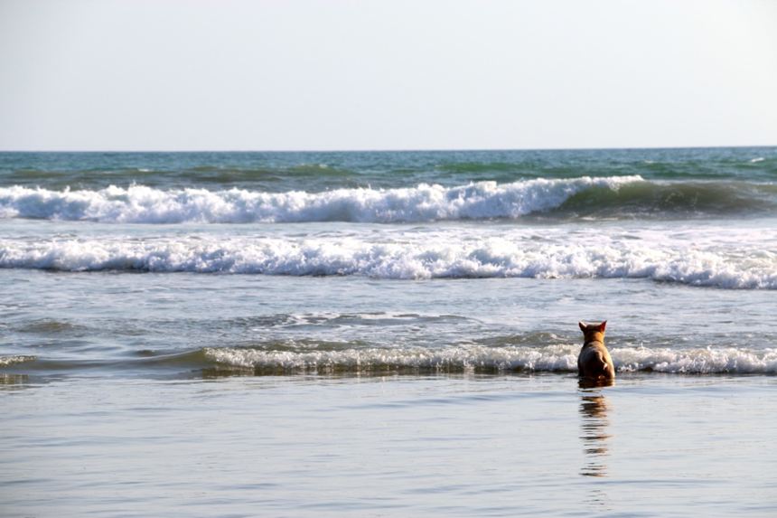 Surf dog waiting for his set to come in