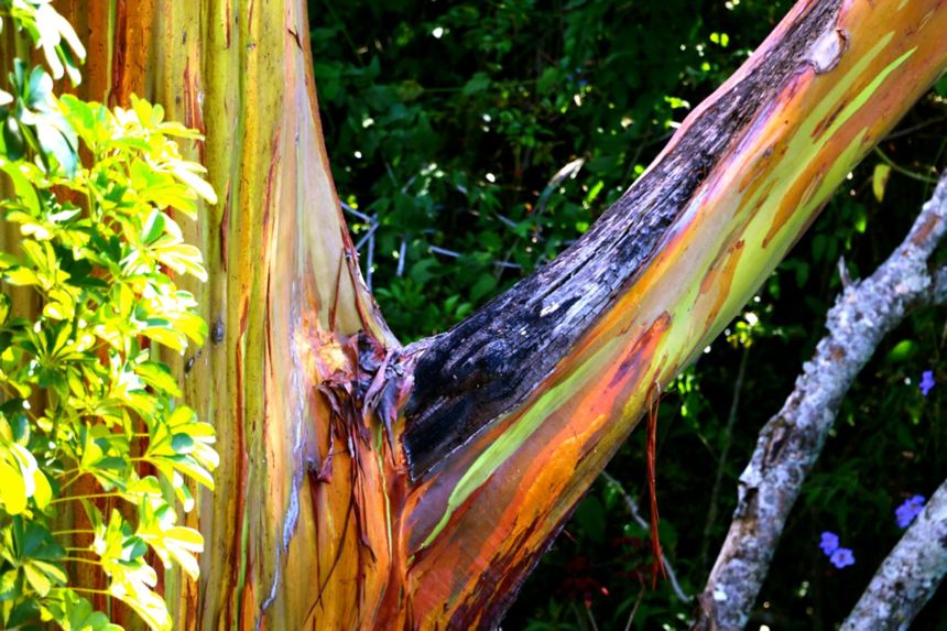 Stunning tree at Pura Vida retreat in hills above Alejuela