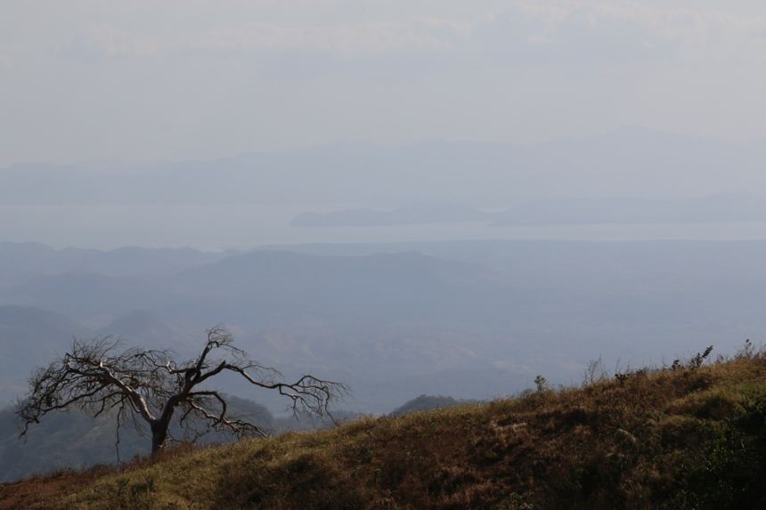 Tree standing brave with gulf far off in the distance