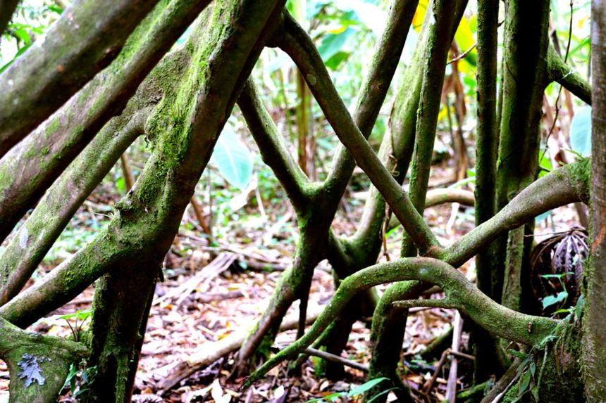 Stunning above ground root system that drops from tree tops